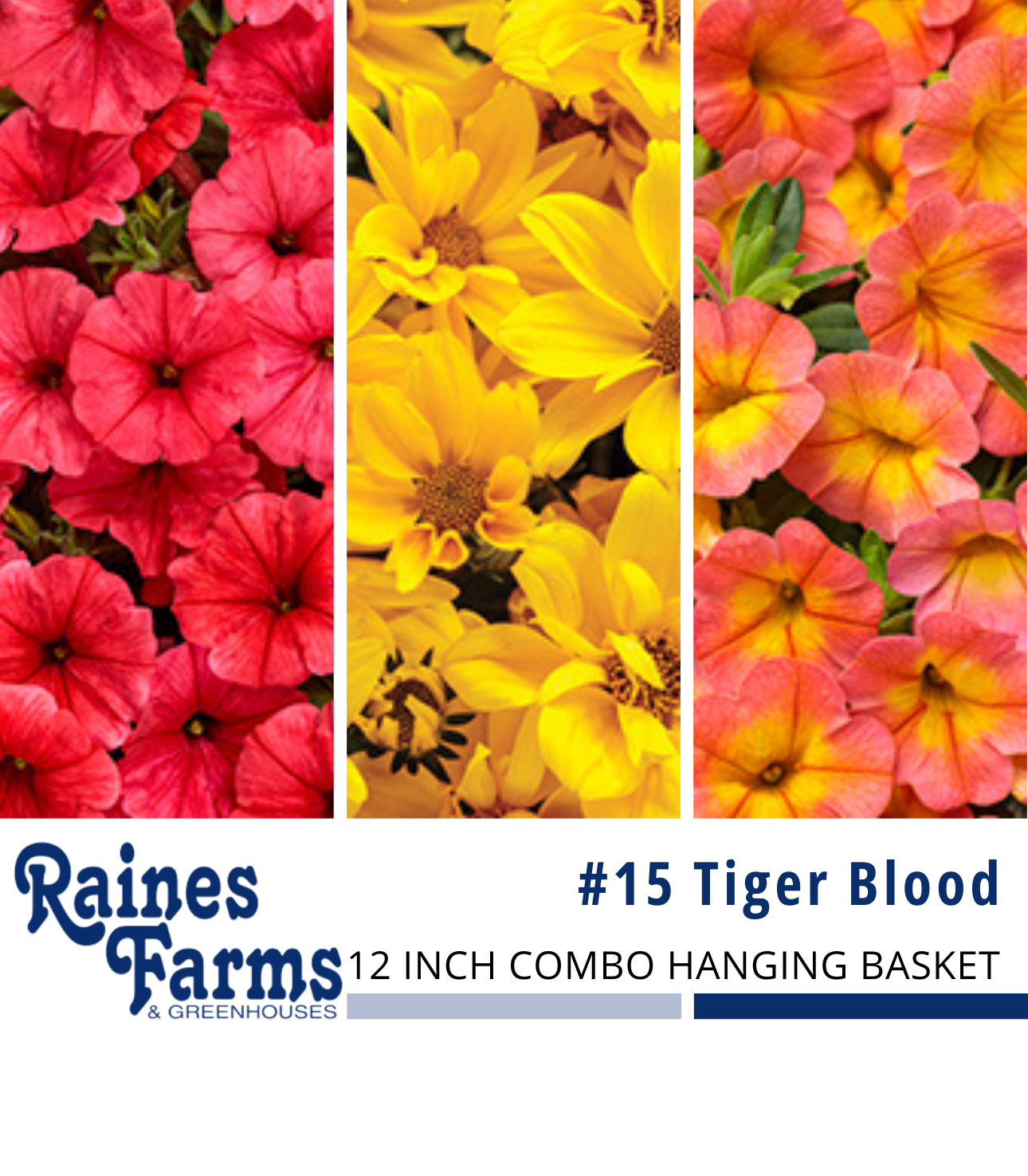 #15: Tiger Blood 12 Inch Combo Hanging Basket 